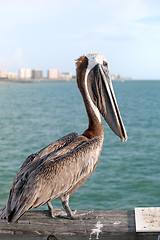 Image showing Wild Florida Pelican