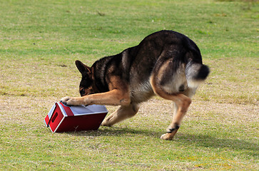 Image showing Working dog sniffing out drugs or explosives