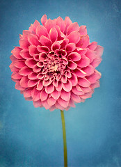 Image showing Rustic Pink Dahlia 