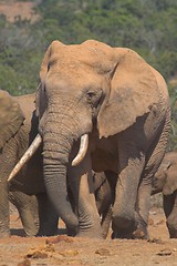 Image showing Big tusks