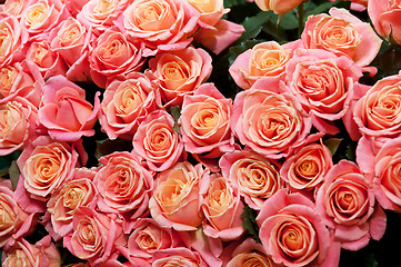 Image showing roses background