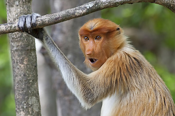 Image showing Proboscis monkey