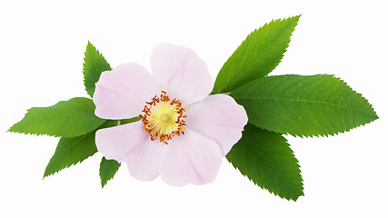 Image showing Dogrose flowers