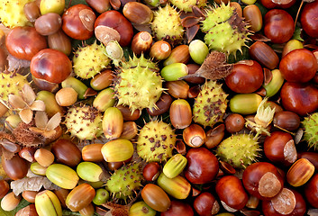 Image showing Colourful autumnal conkers, acorns, beechnuts and cobnuts