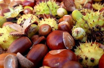 Image showing Closeup of horse chestnuts, acorns, beechnuts and cobnuts in aut