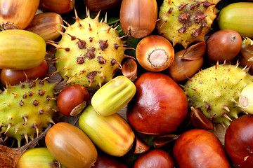 Image showing Acorns, conkers, horse chestnut cases and beechnuts