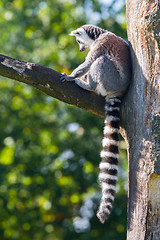 Image showing Ring-tailed lemur (Lemur catta)