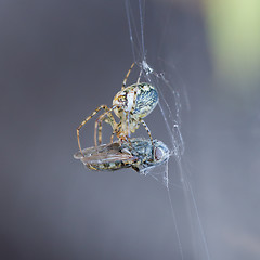 Image showing Small spider eating the fly