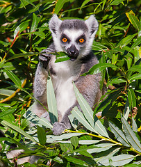 Image showing Ring-tailed lemur (Lemur catta)