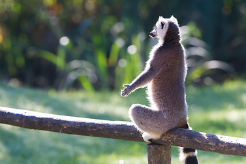 Image showing Ring-tailed lemur (Lemur catta)