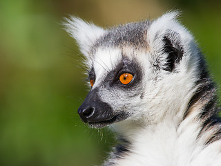 Image showing Close-up of a ring-tailed lemur