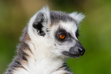 Image showing Close-up of a ring-tailed lemur
