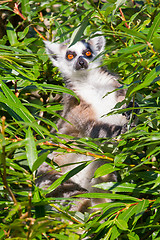 Image showing Ring-tailed lemur (Lemur catta)