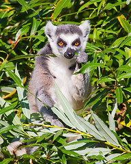 Image showing Ring-tailed lemur (Lemur catta)