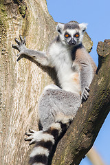 Image showing Ring-tailed lemur (Lemur catta)