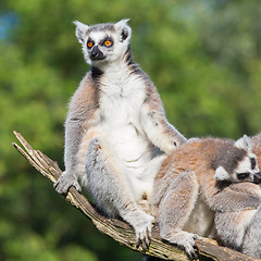 Image showing Ring-tailed lemur (Lemur catta)