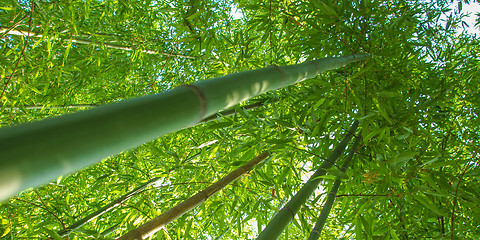 Image showing Bamboo plants - panorama