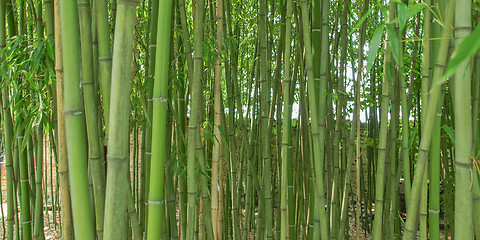 Image showing Bamboo picture - panorama