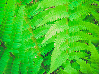 Image showing Retro look Fern picture