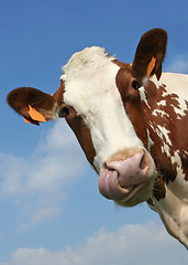 Image showing cow portrait