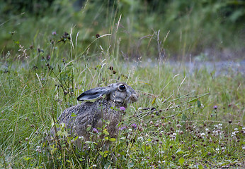 Image showing hare