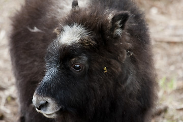 Image showing muskox calf