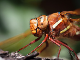 Image showing Dragonfly