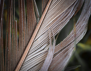 Image showing Feather