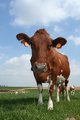 Image showing cow