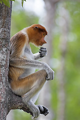 Image showing Proboscis monkey