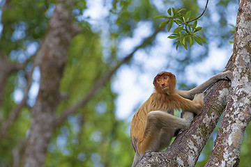 Image showing Proboscis monkey