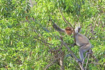 Image showing Proboscis monkey