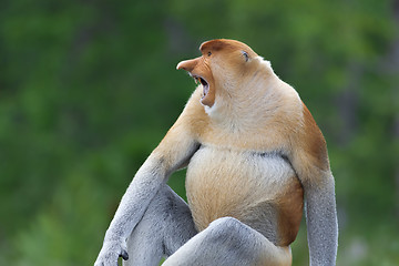 Image showing Proboscis monkey