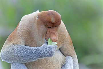 Image showing Proboscis monkey