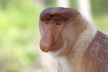 Image showing Proboscis monkey