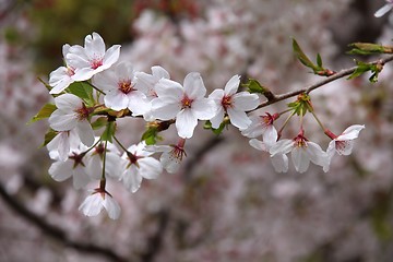 Image showing Sakura in Tokyo