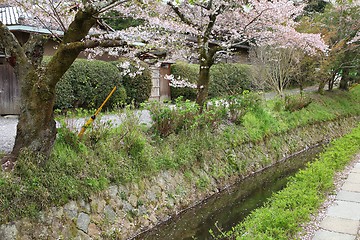 Image showing Kyoto sakura