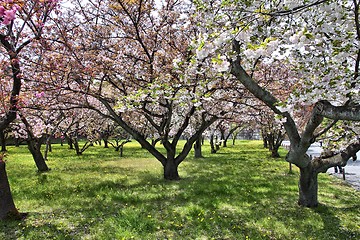 Image showing Kyoto cherry blossom