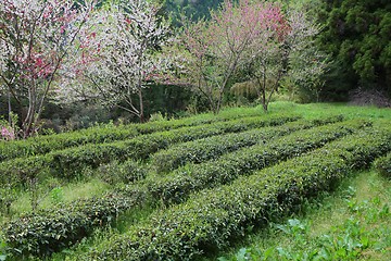 Image showing Tea field in Japan