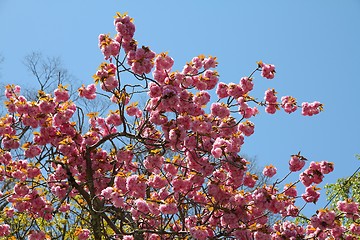 Image showing Japanese cherry