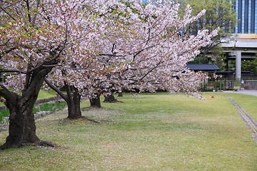 Image showing Hamarikyu Gardens