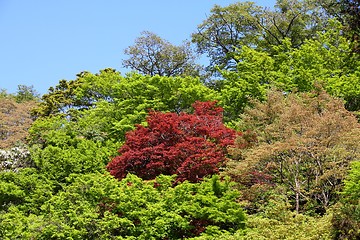 Image showing Japan nature