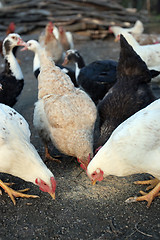 Image showing Group of domestic hen 