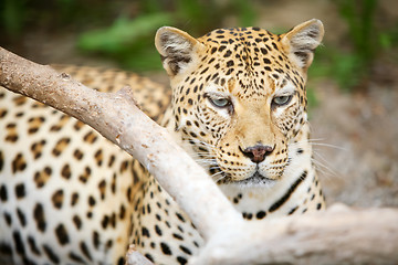 Image showing 	Leopard