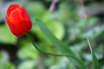 Image showing Red tulip 