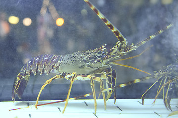 Image showing 	Lobster in aquarium