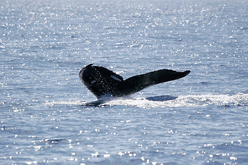 Image showing 	Tail of Humpback Whale