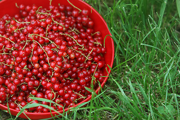 Image showing 	Red currants