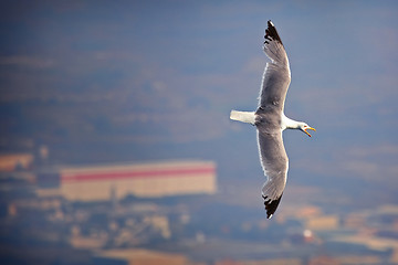 Image showing Lateral flight seagull 