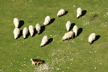 Image showing 	Dog keeps a flock of sheep